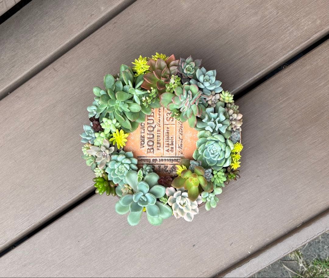 多肉植物 寄せ植え そのまま飾れる♡.*゜リース♡*°オレンジNo.1