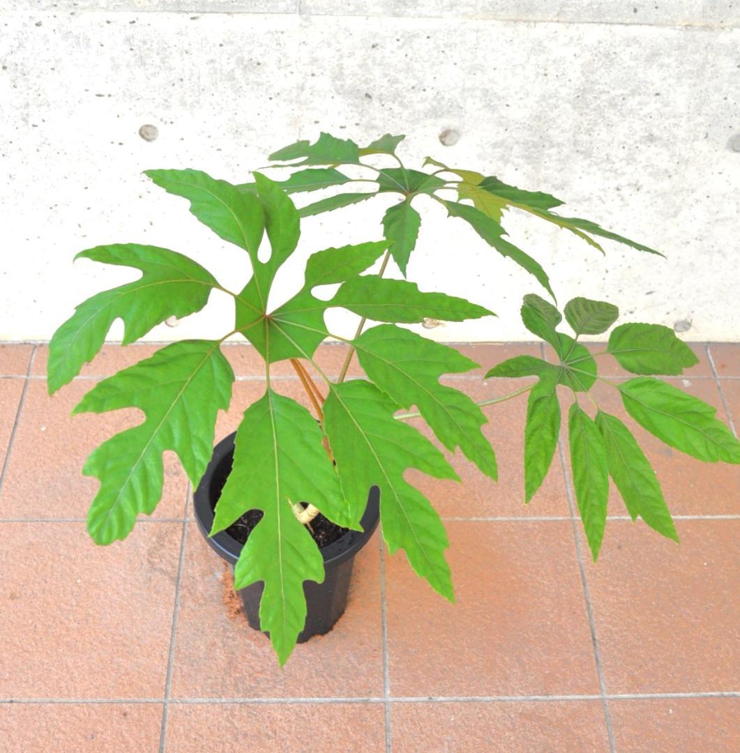 トレベシア パルマータ ８号87cm