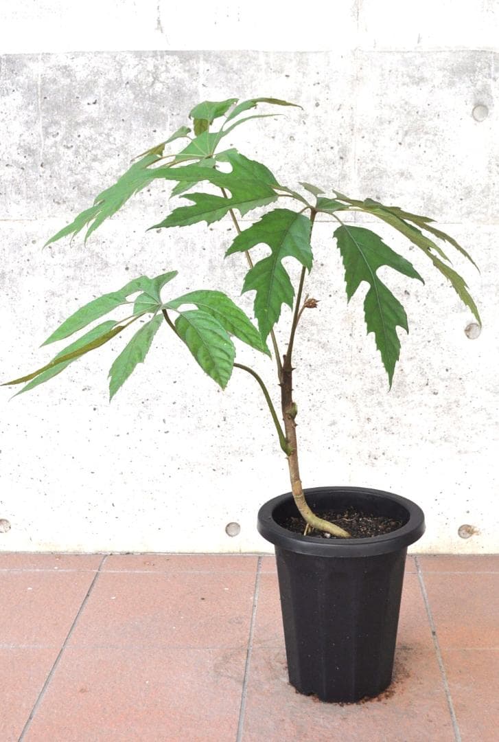 トレベシア パルマータ ８号87cm