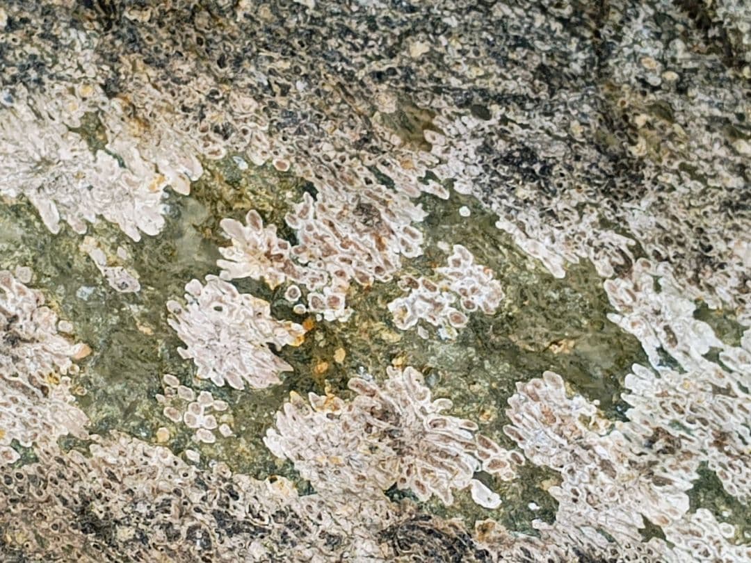 （b-54）越前紋石秀品木製台座付き（参考）