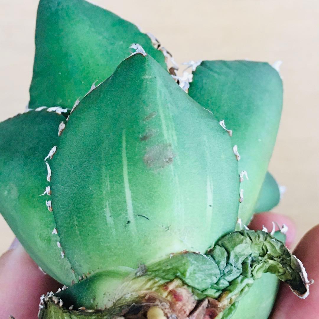 6-8 SAD 南アフリカダイヤモンド錦 TC株 アガベ チタノタ