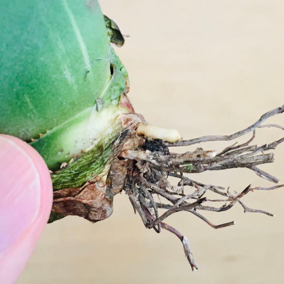 6-8 SAD 南アフリカダイヤモンド錦 TC株 アガベ チタノタ