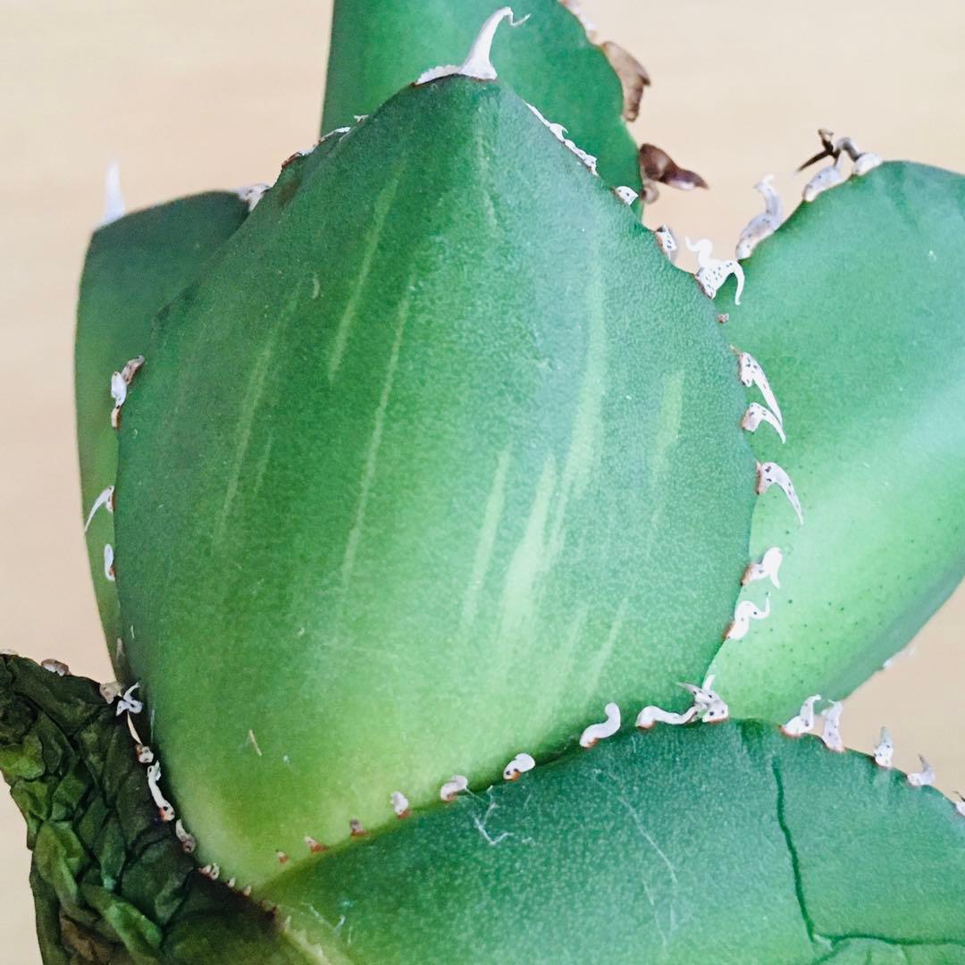 6-8 SAD 南アフリカダイヤモンド錦 TC株 アガベ チタノタ