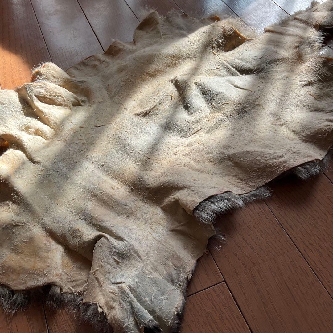 ジビエ　スカルと毛皮　ハクビシン① 頭骨標本　　食猟師謹製