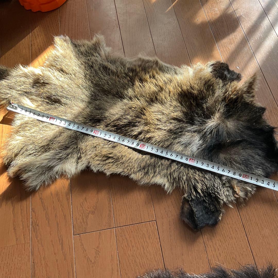 ジビエ　スカルと毛皮　ハクビシン① 頭骨標本　　食猟師謹製