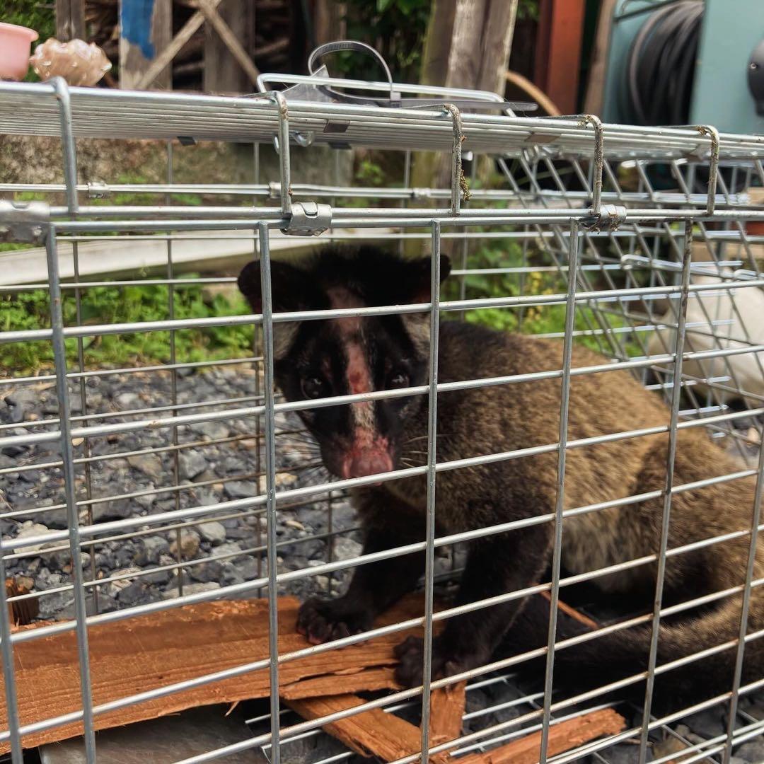 ジビエ　スカルと毛皮　ハクビシン① 頭骨標本　　食猟師謹製