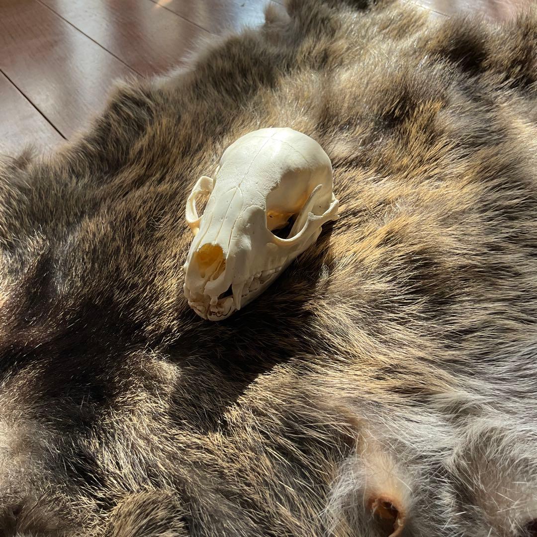 ジビエ　スカルと毛皮　ハクビシン① 頭骨標本　　食猟師謹製