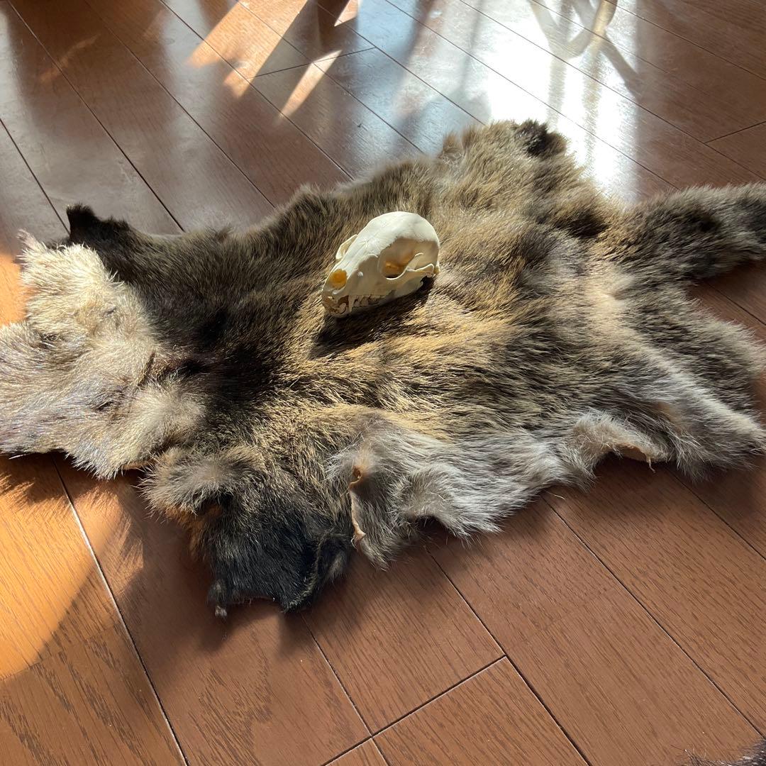 ジビエ　スカルと毛皮　ハクビシン① 頭骨標本　　食猟師謹製