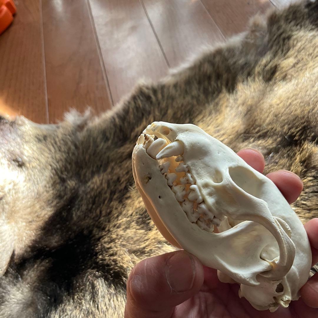 ジビエ　スカルと毛皮　ハクビシン① 頭骨標本　　食猟師謹製