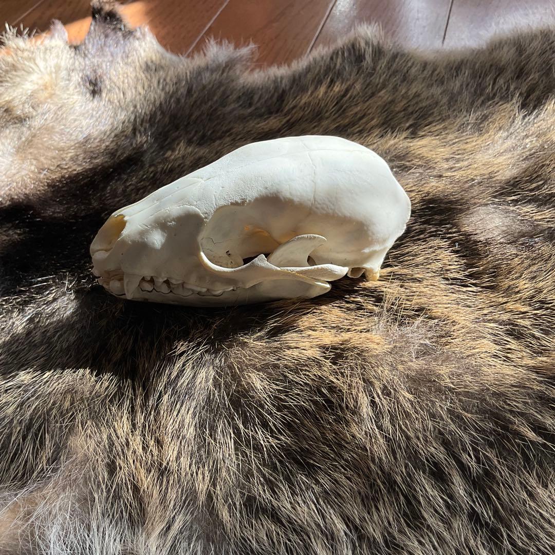 ジビエ　スカルと毛皮　ハクビシン① 頭骨標本　　食猟師謹製
