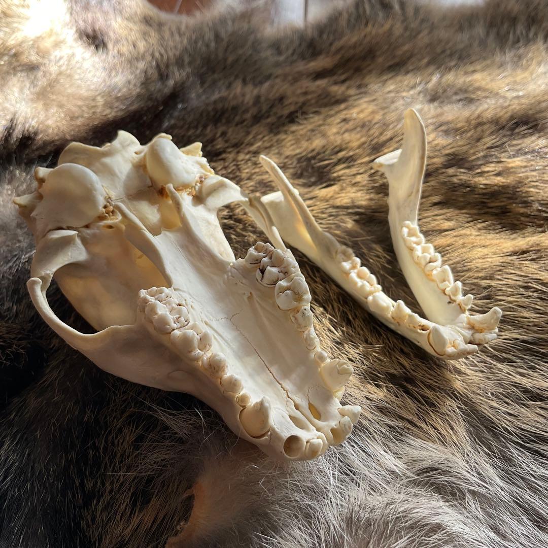 ジビエ　スカルと毛皮　ハクビシン① 頭骨標本　　食猟師謹製