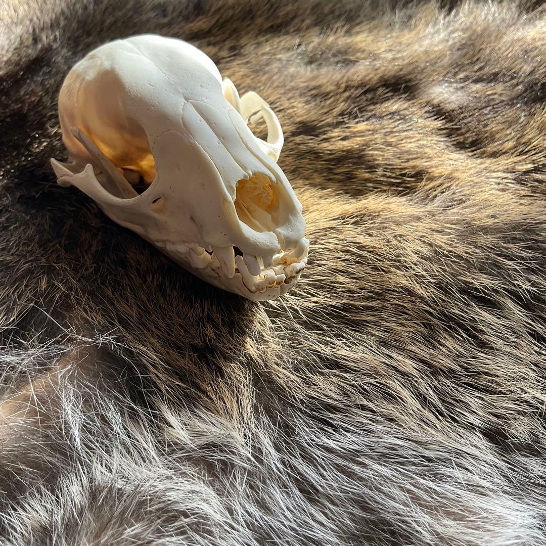 ジビエ　スカルと毛皮　ハクビシン① 頭骨標本　　食猟師謹製