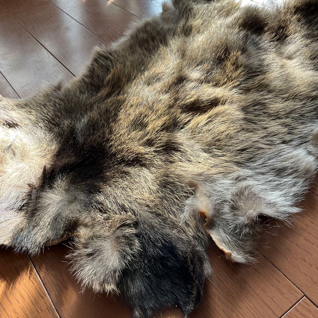 ジビエ　スカルと毛皮　ハクビシン① 頭骨標本　　食猟師謹製