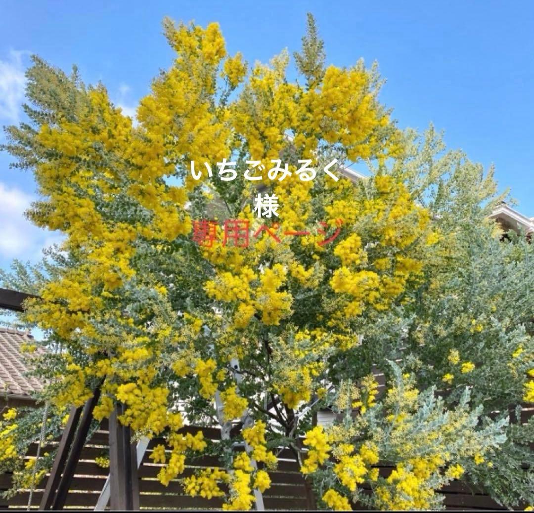 いちごみるくページ　パールアカシア