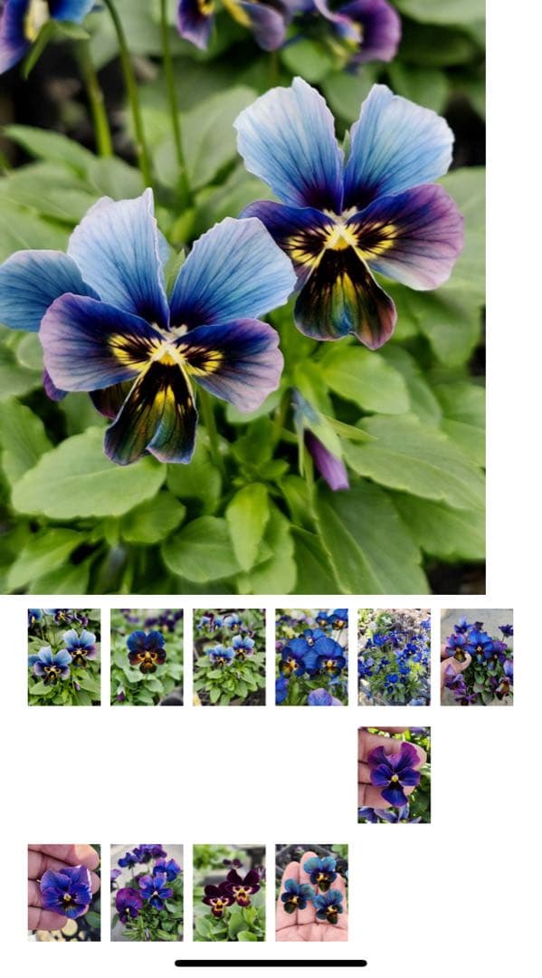 は*ん様 今期新品種パルプンテビオラ花苗検〕すみれ図鑑 - メルカリ