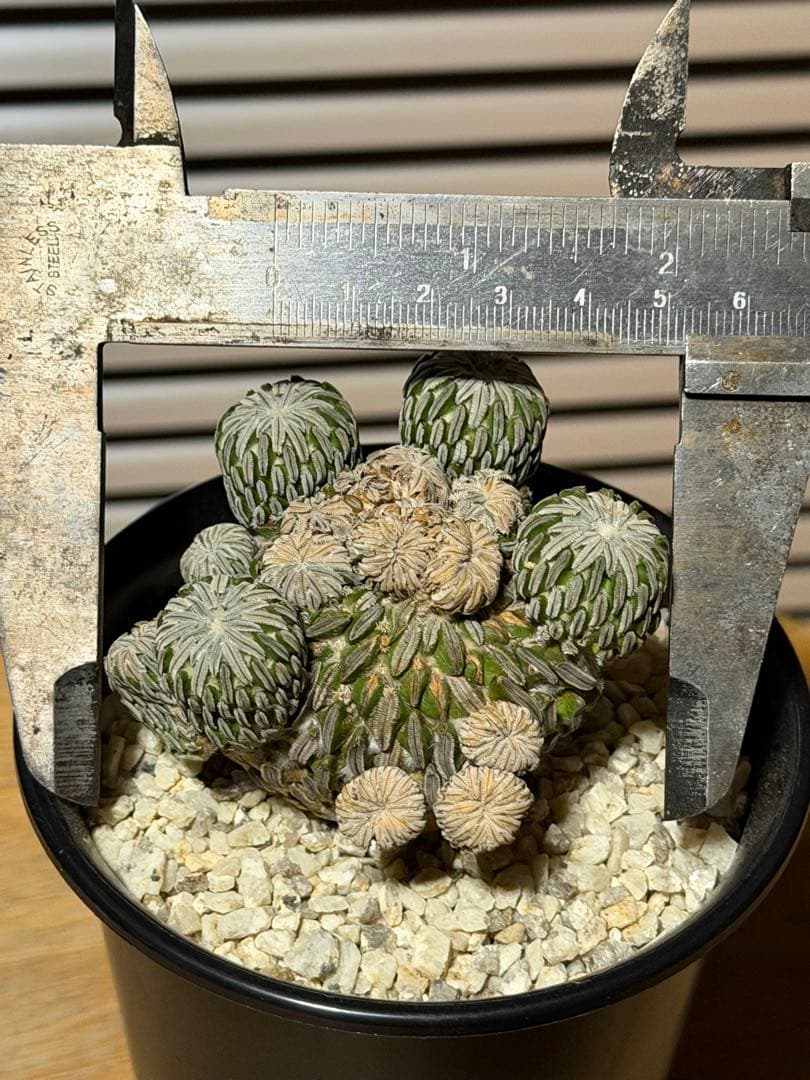 サボテン ペレキフォラ 精巧丸 群生 実生