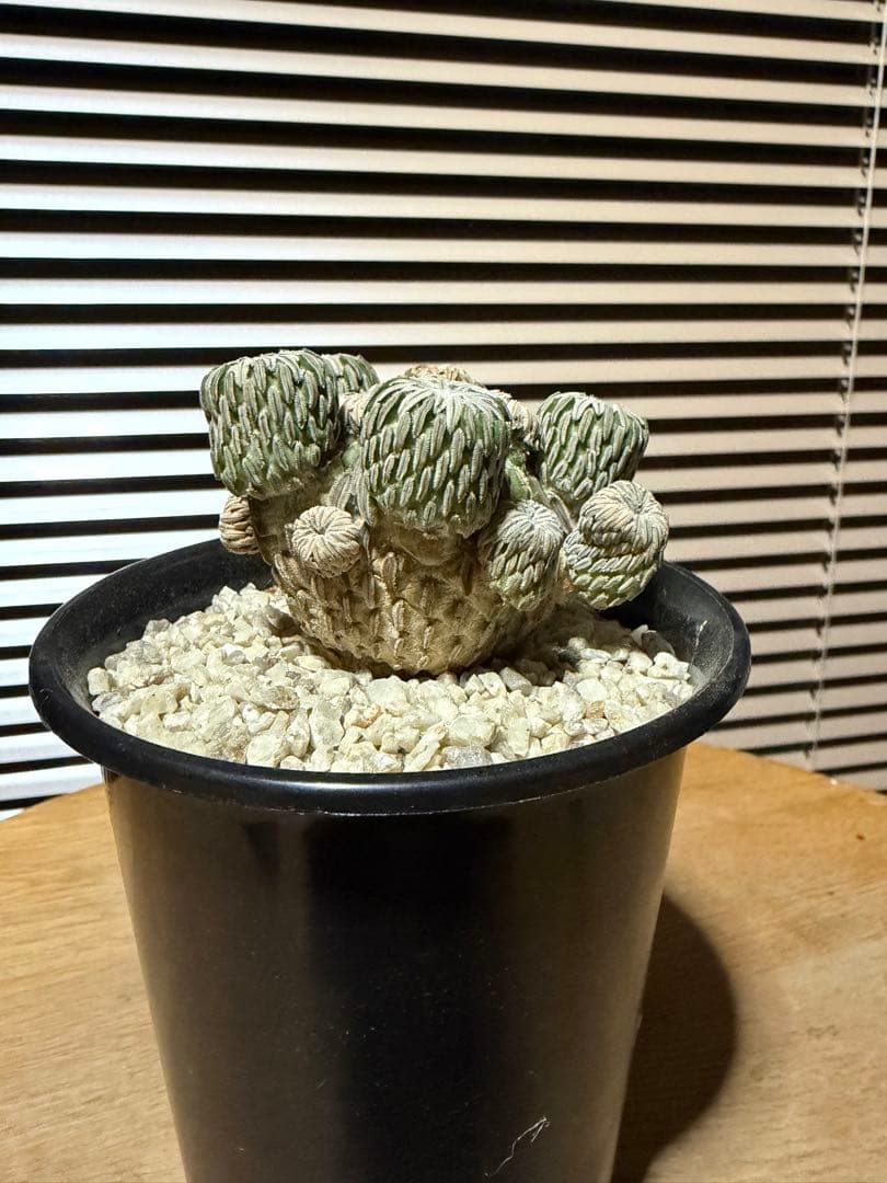サボテン ペレキフォラ 精巧丸 群生 実生
