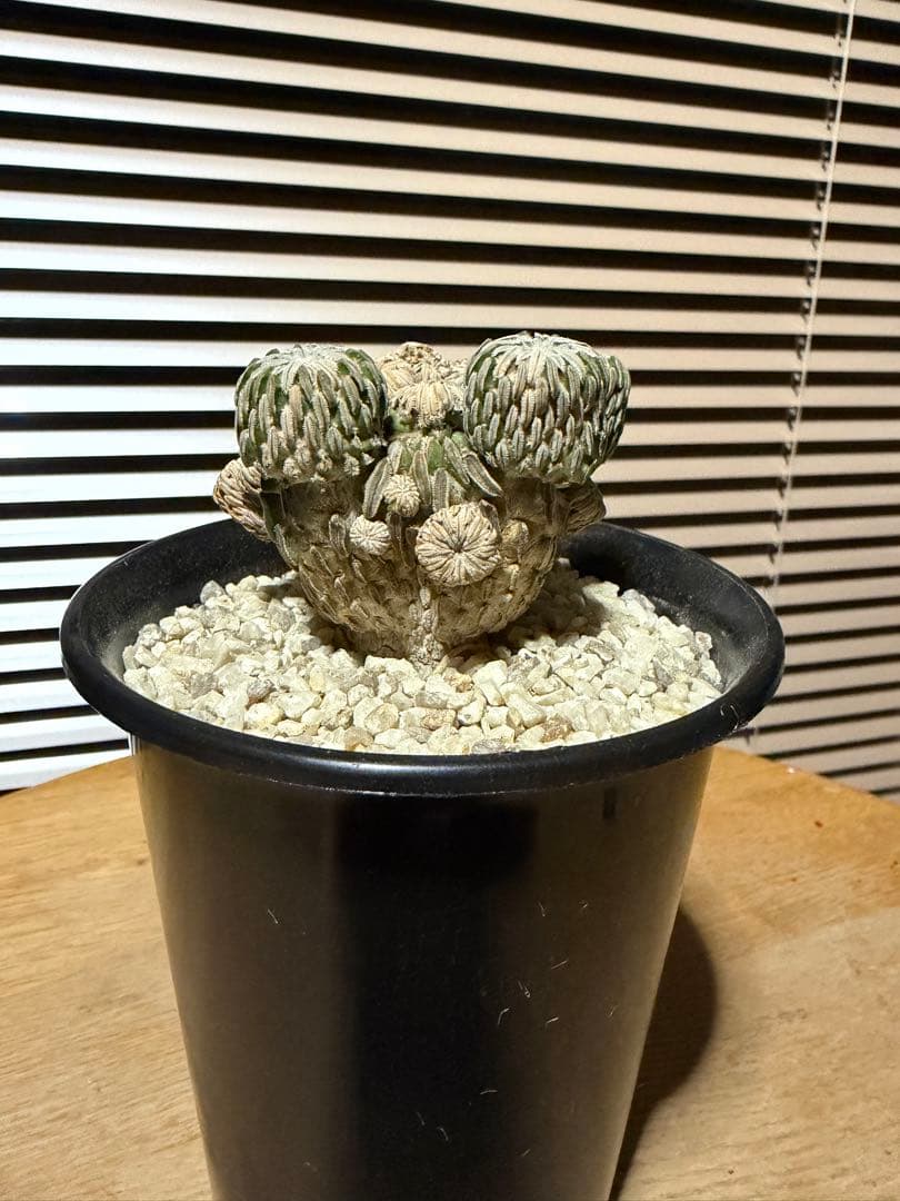 サボテン ペレキフォラ 精巧丸 群生 実生