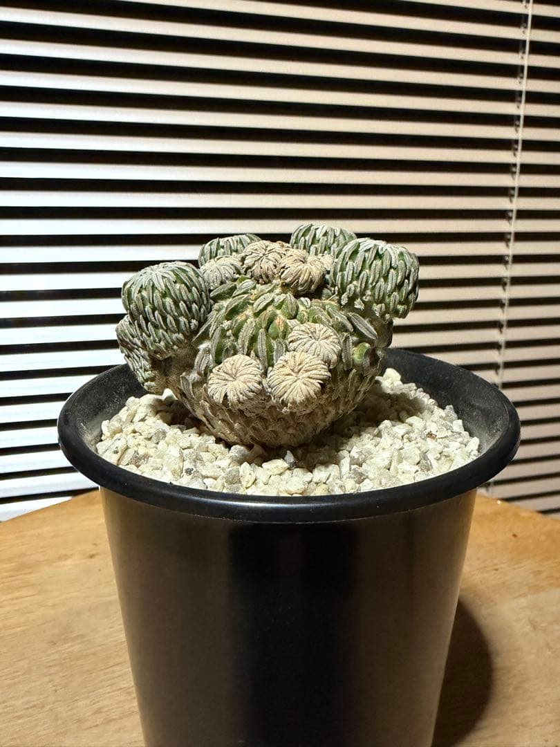 サボテン ペレキフォラ 精巧丸 群生 実生