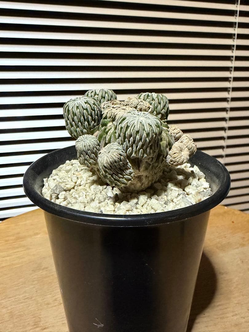 サボテン ペレキフォラ 精巧丸 群生 実生