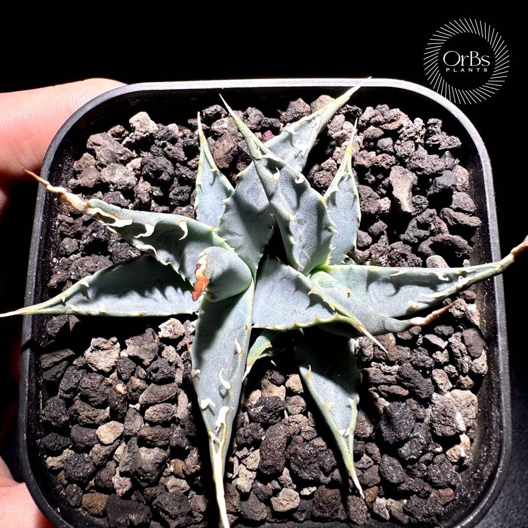 実生】アガベ ユタエンシス エボリスピナ コークスクリュー ダブル