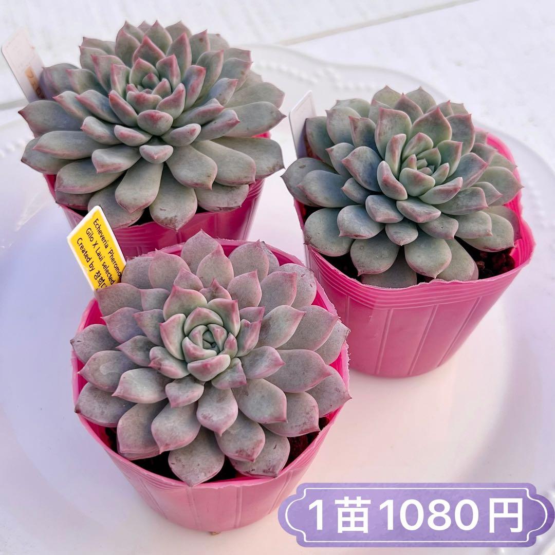 多肉植物 フェロモン 【チャンフィー苗】 韓国苗 - メルカリ