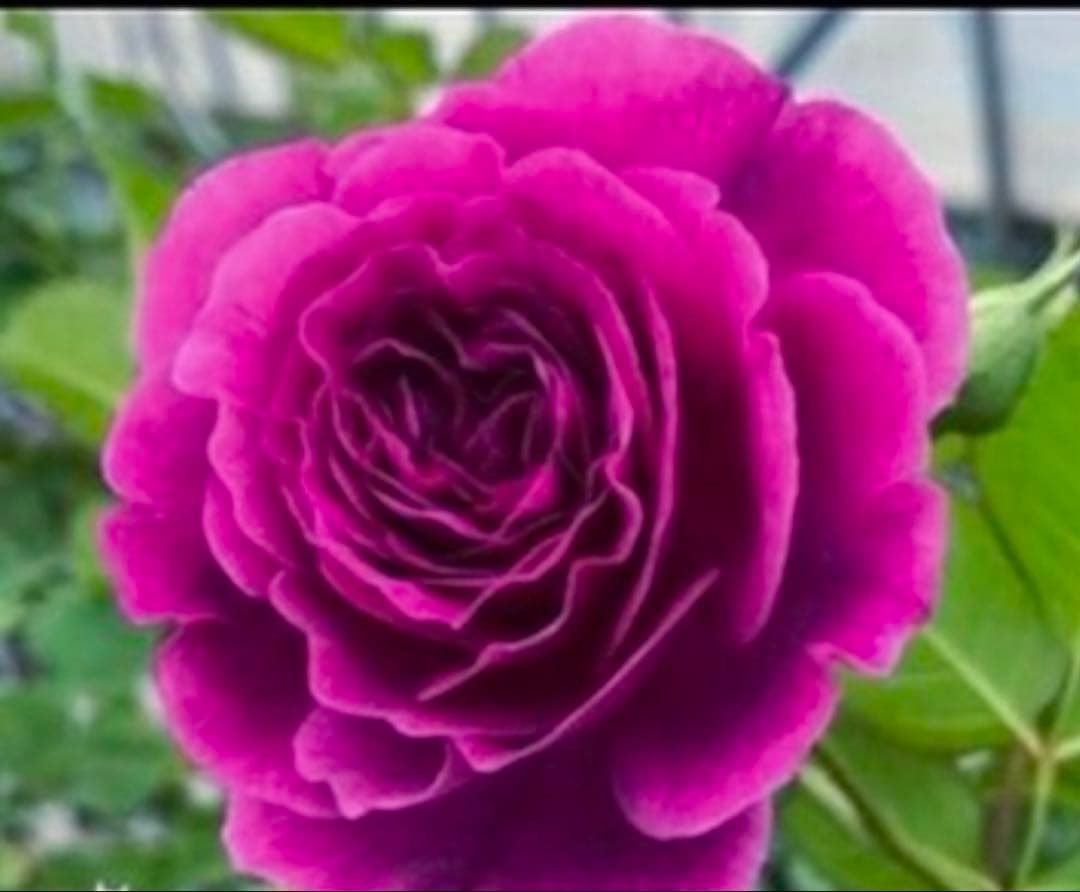 レア品種‼️ダマスク強香り