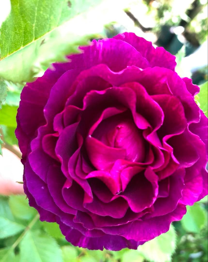 レア品種‼️ダマスク強香り