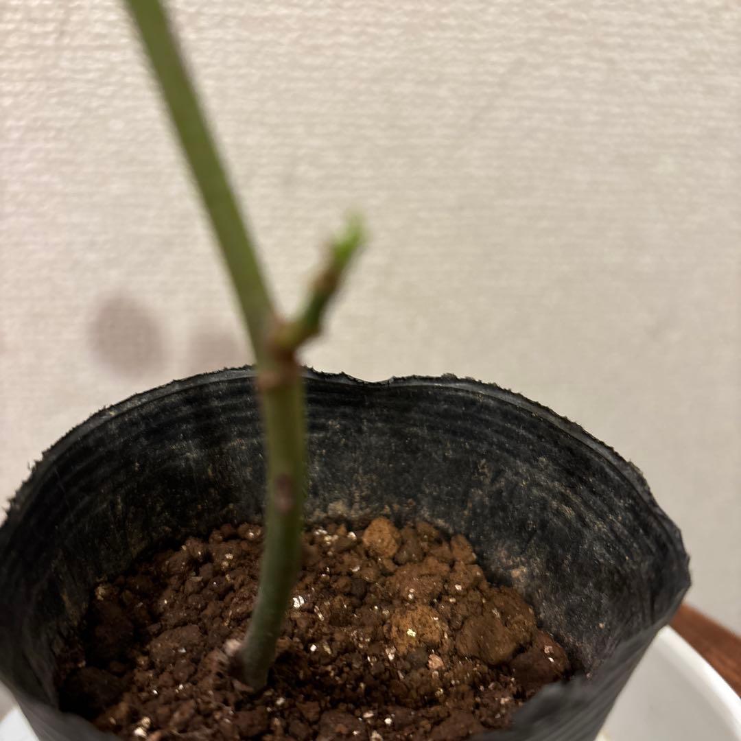 レア品種‼️ダマスク強香り