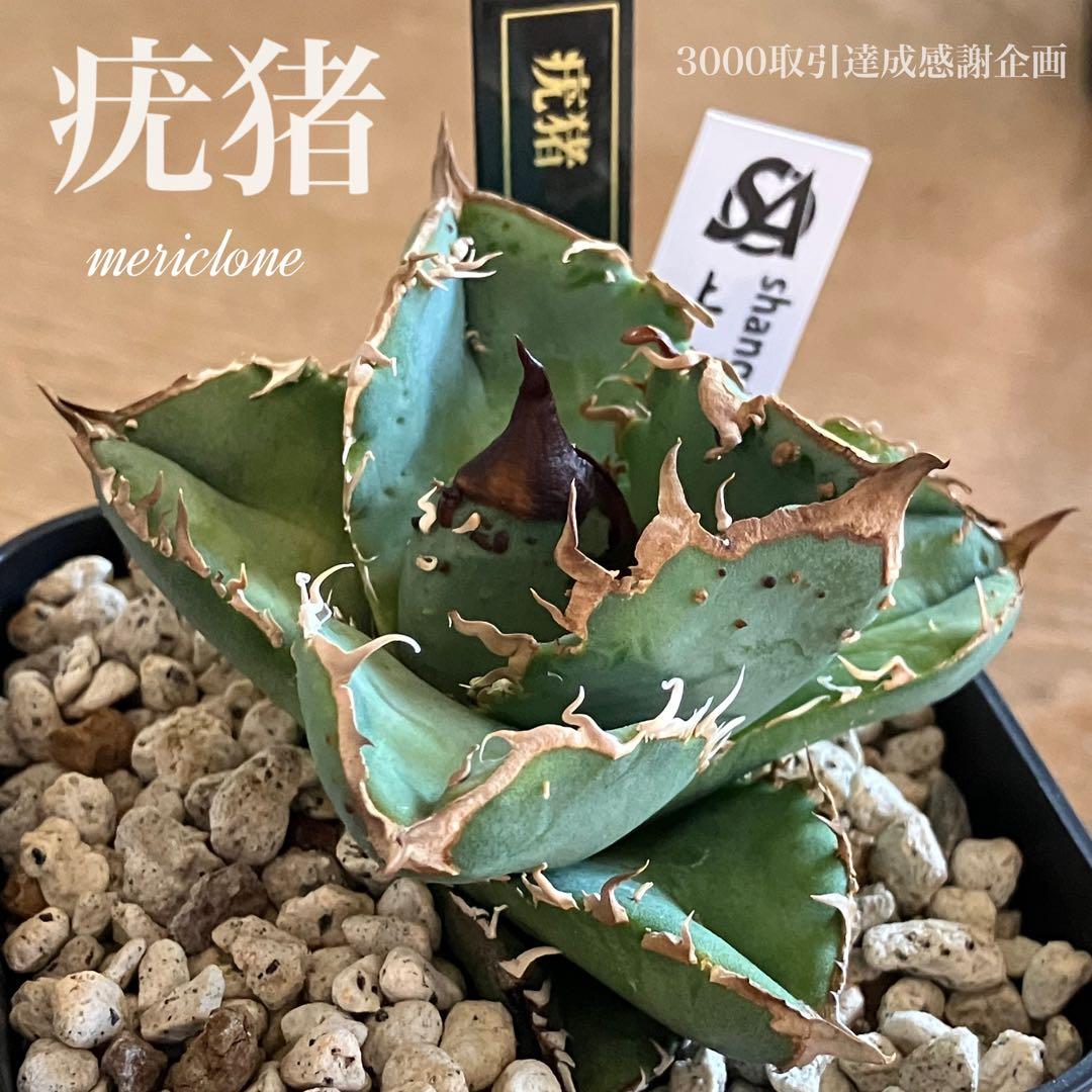 速達【3000取引感謝企画】ぶつぶつ 超選抜 太棘 アガベ 疣猪 TC 上澳