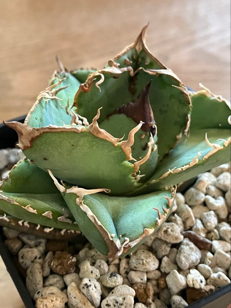 速達【3000取引感謝企画】ぶつぶつ 超選抜 太棘 アガベ 疣猪 TC 上澳