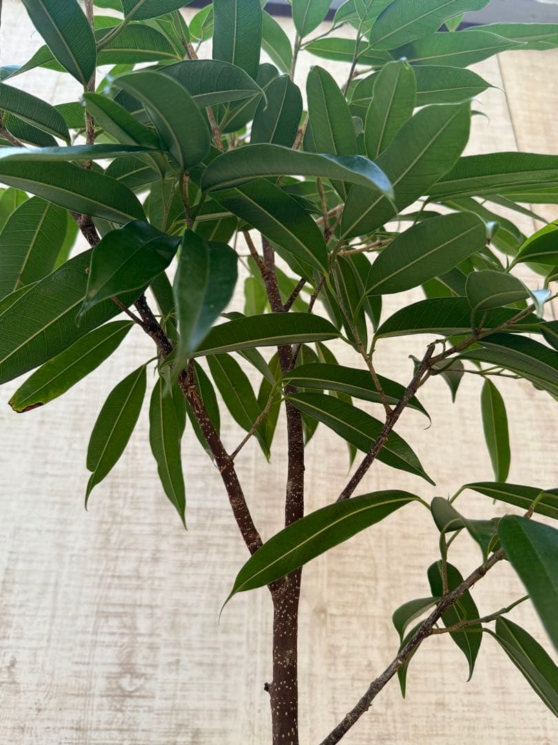 ☆ フィカス アムステルダムキング♪ 120cm 陶器鉢♪