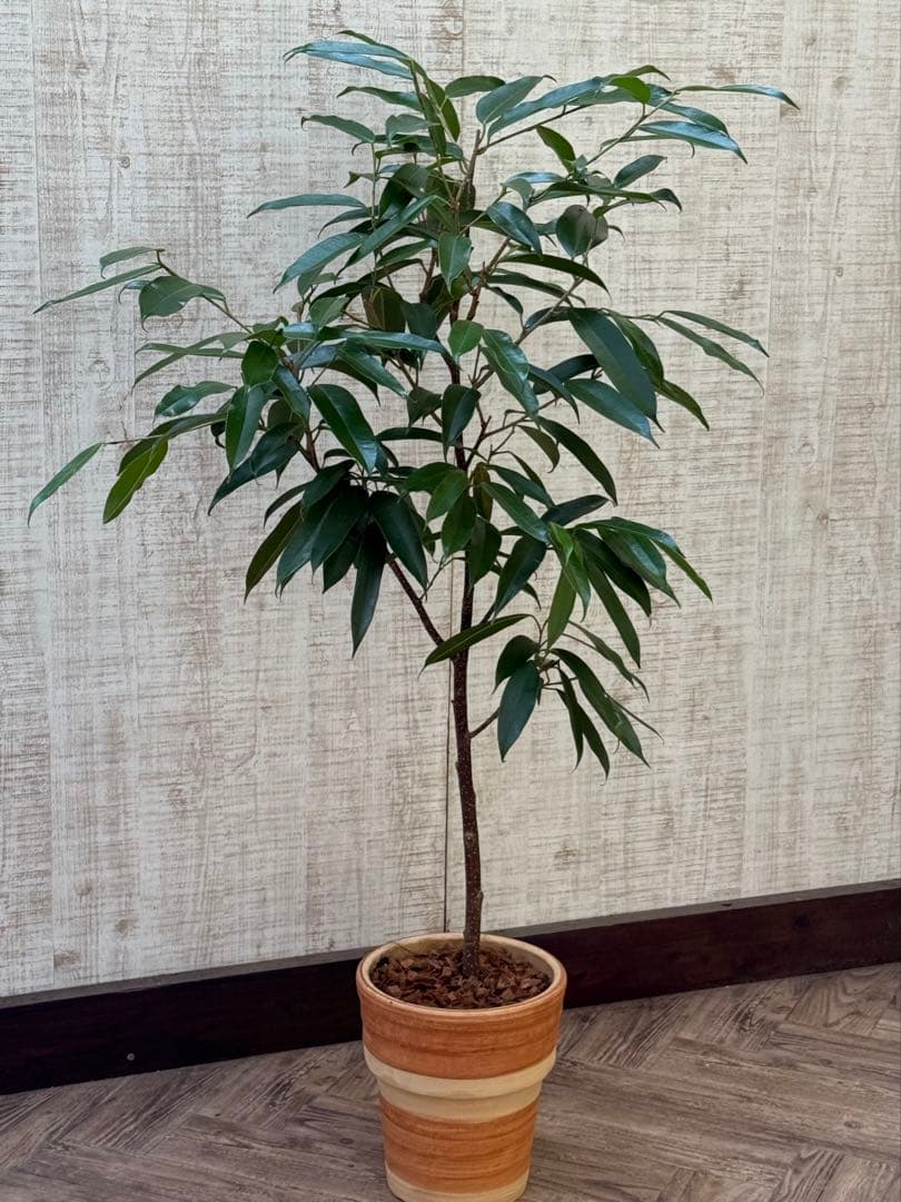 ☆ フィカス アムステルダムキング♪ 120cm 陶器鉢♪