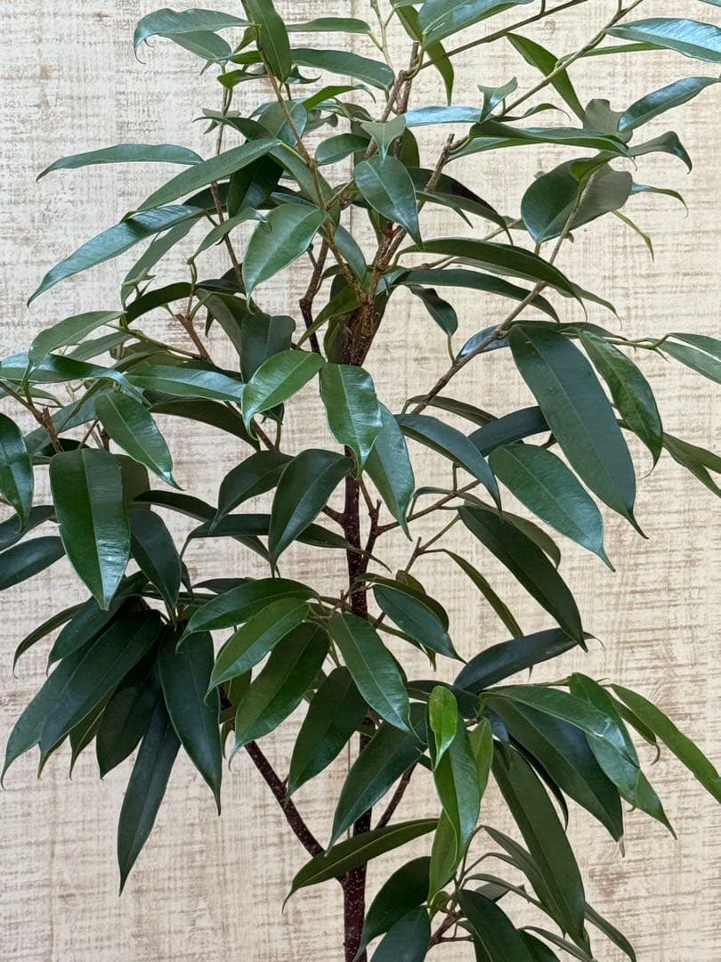 ☆ フィカス アムステルダムキング♪ 120cm 陶器鉢♪