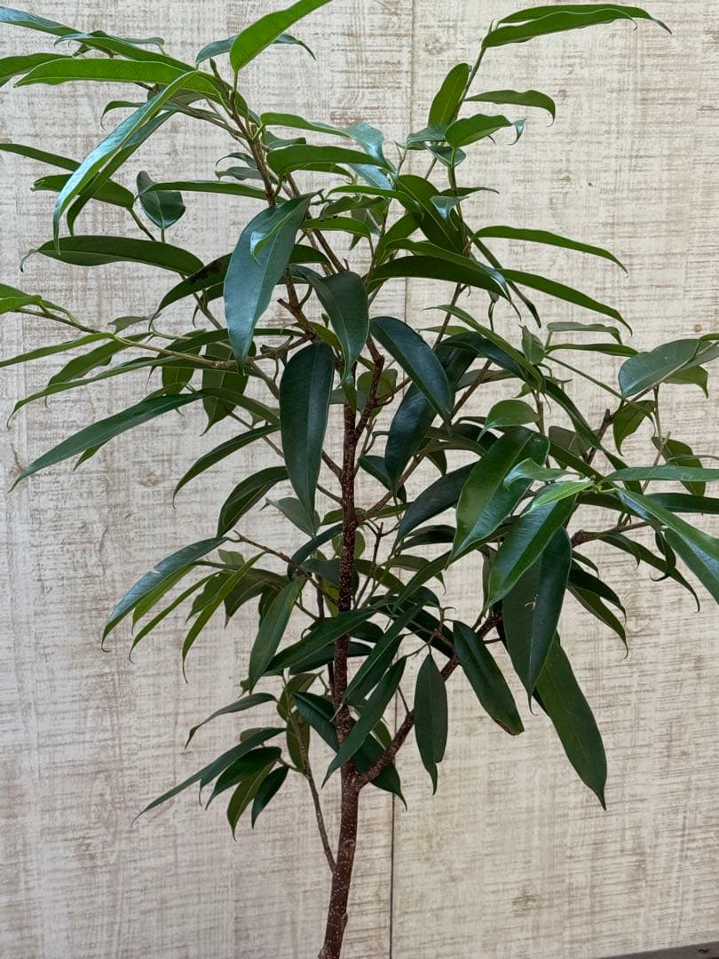 ☆ フィカス アムステルダムキング♪ 120cm 陶器鉢♪