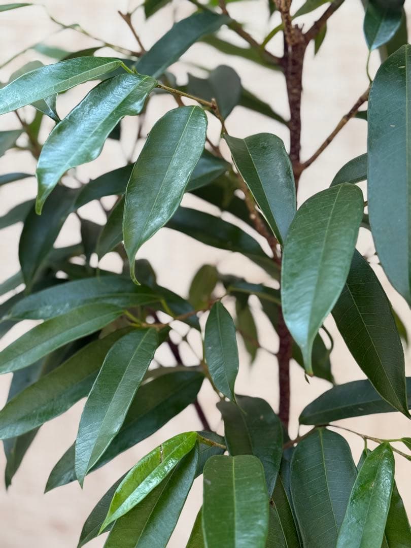 ☆ フィカス アムステルダムキング♪ 120cm 陶器鉢♪