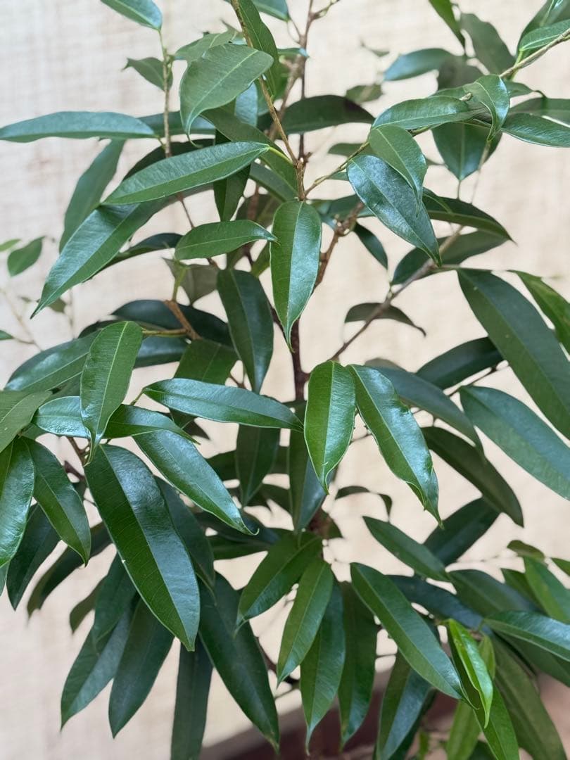 ☆ フィカス アムステルダムキング♪ 120cm 陶器鉢♪