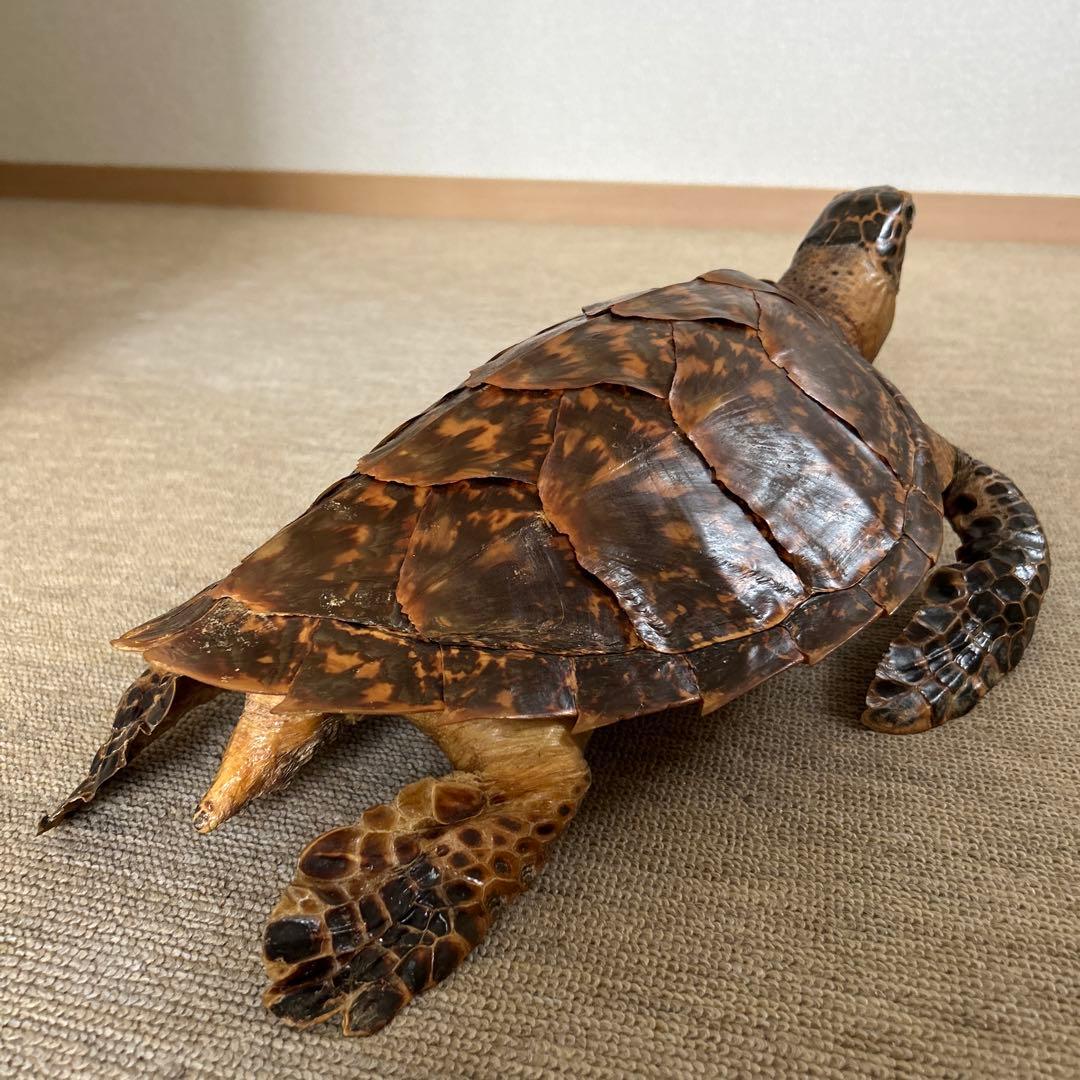 ウミガメ タイマイの剥製 国際希少野生動植物登録票有り - メルカリ