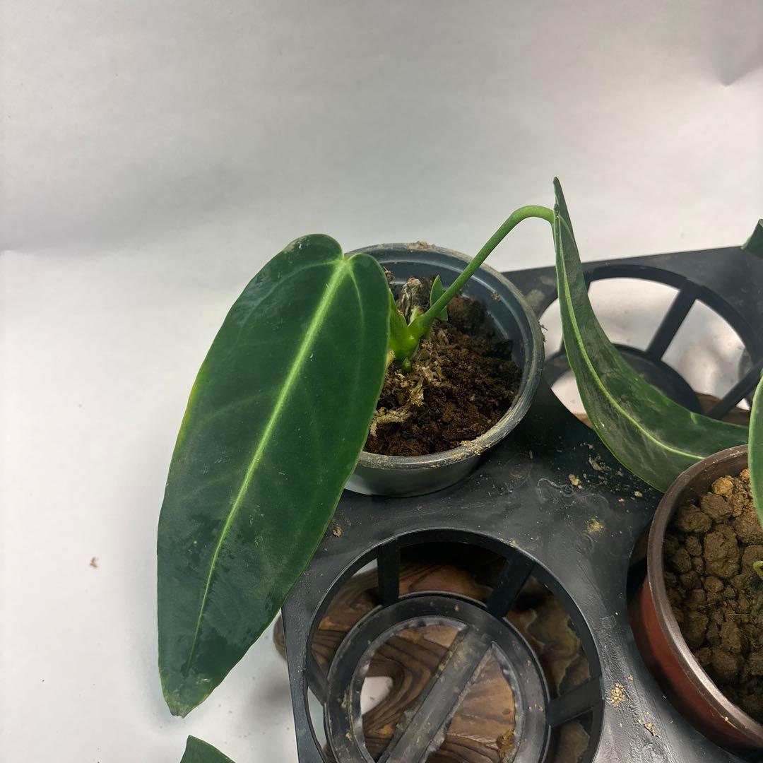 5株セットms88アンスリウム・ワロクアナム - メルカリ