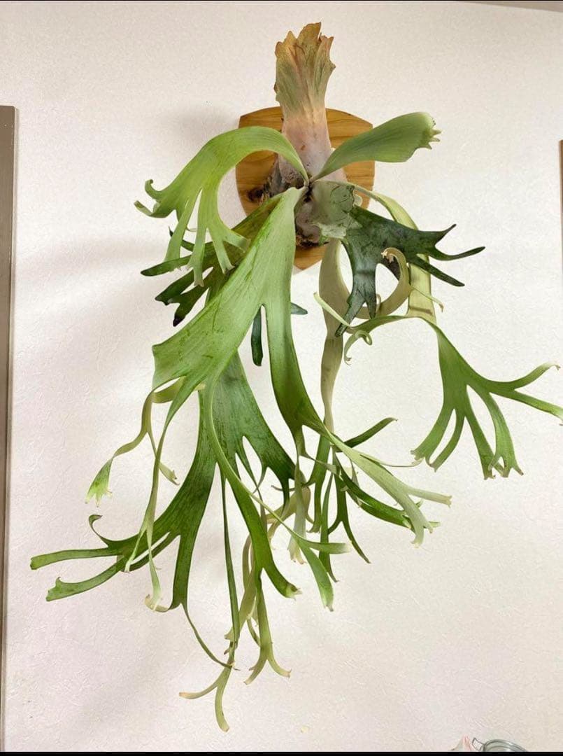 ビカクシダ ウィリンキー cv.Sailor Mercury OC株 - メルカリ