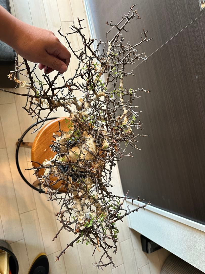 お*ん様 コミフォラ ピュア カタフ 超特大 スペシャル株