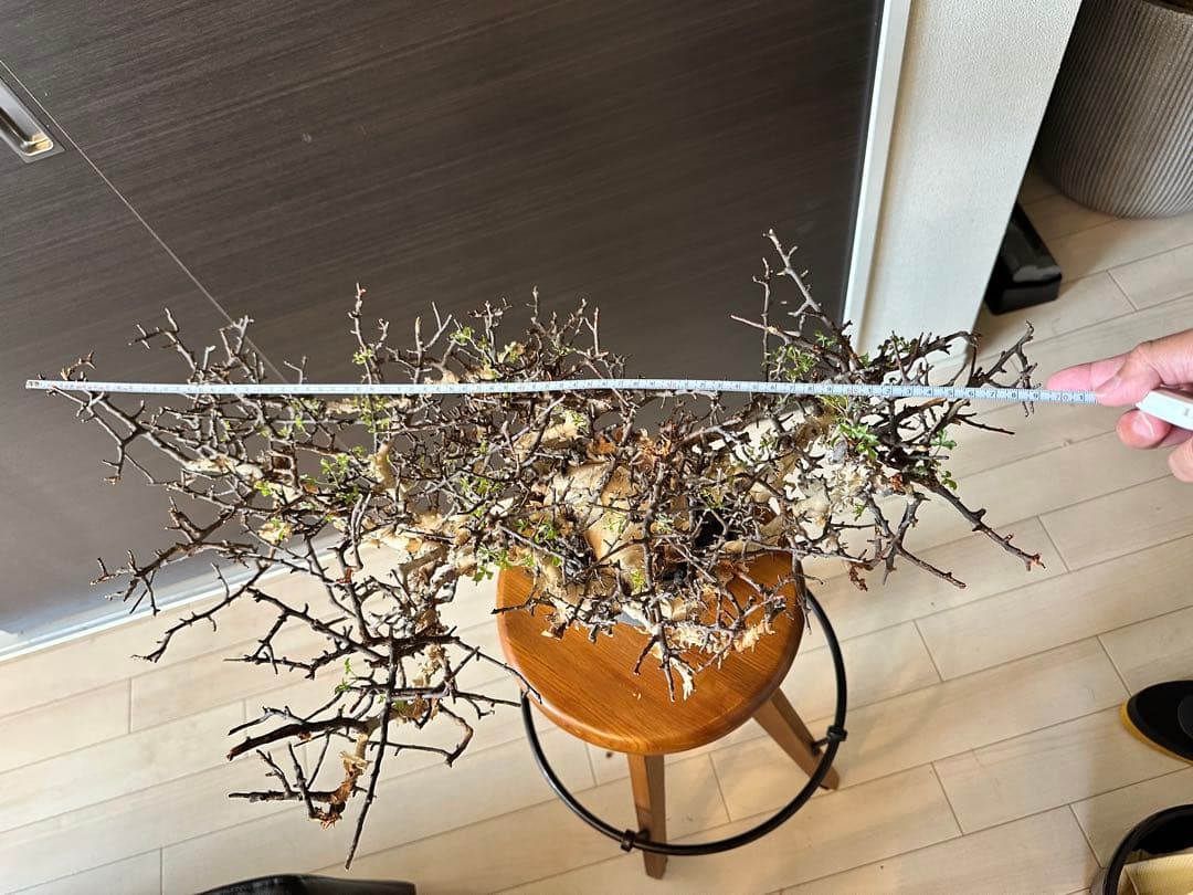 お*ん様 コミフォラ ピュア カタフ 超特大 スペシャル株