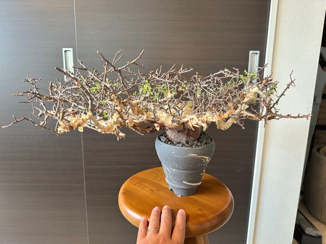 お*ん様 コミフォラ ピュア カタフ 超特大 スペシャル株