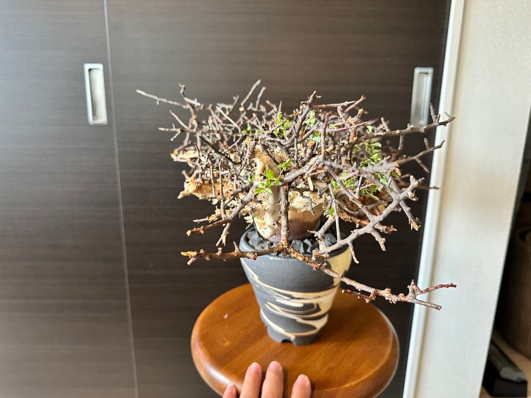 お*ん様 コミフォラ ピュア カタフ 超特大 スペシャル株