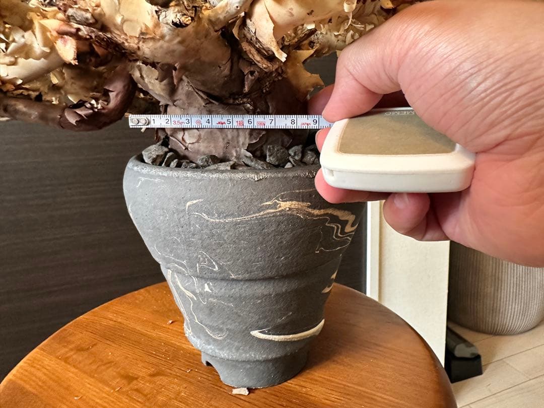 お*ん様 コミフォラ ピュア カタフ 超特大 スペシャル株