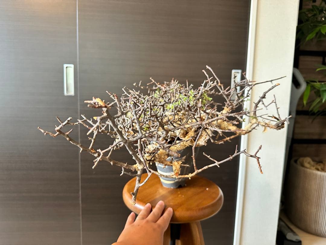 お*ん様 コミフォラ ピュア カタフ 超特大 スペシャル株