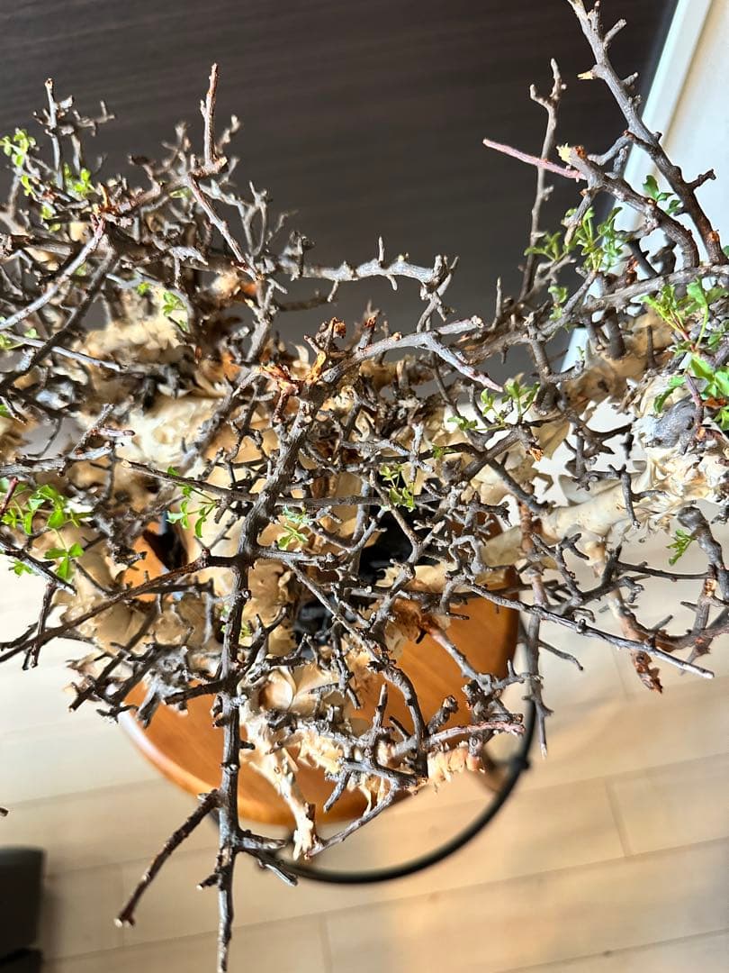 お*ん様 コミフォラ ピュア カタフ 超特大 スペシャル株