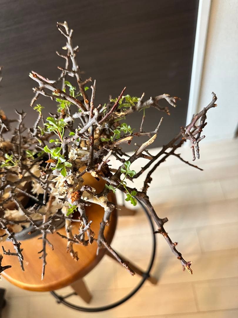 お*ん様 コミフォラ ピュア カタフ 超特大 スペシャル株