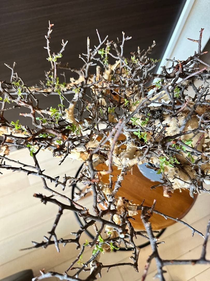 お*ん様 コミフォラ ピュア カタフ 超特大 スペシャル株