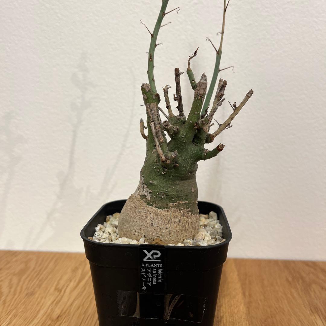 アデニア　スピノーサ　有名店購入